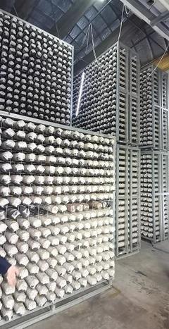 探寻齐长城 长城脚下“智慧工厂”助民增收，香菇基地里“枯木变金”激活网络文化传播